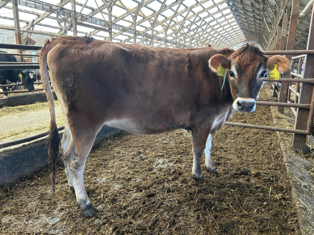 691538 921 Rumělka 24